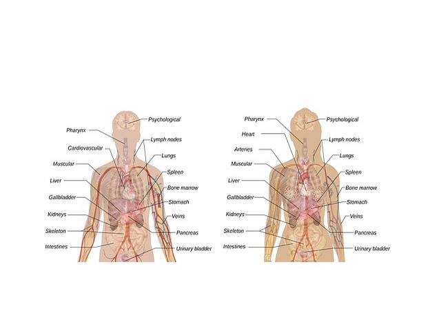 Organspende